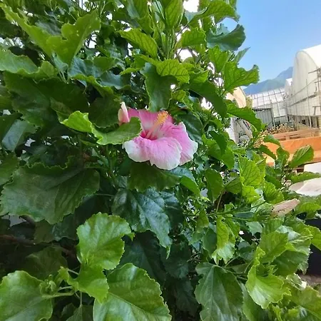 Apartment Hibiscus *